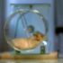 n8-hamster 7070_20100903.jpg